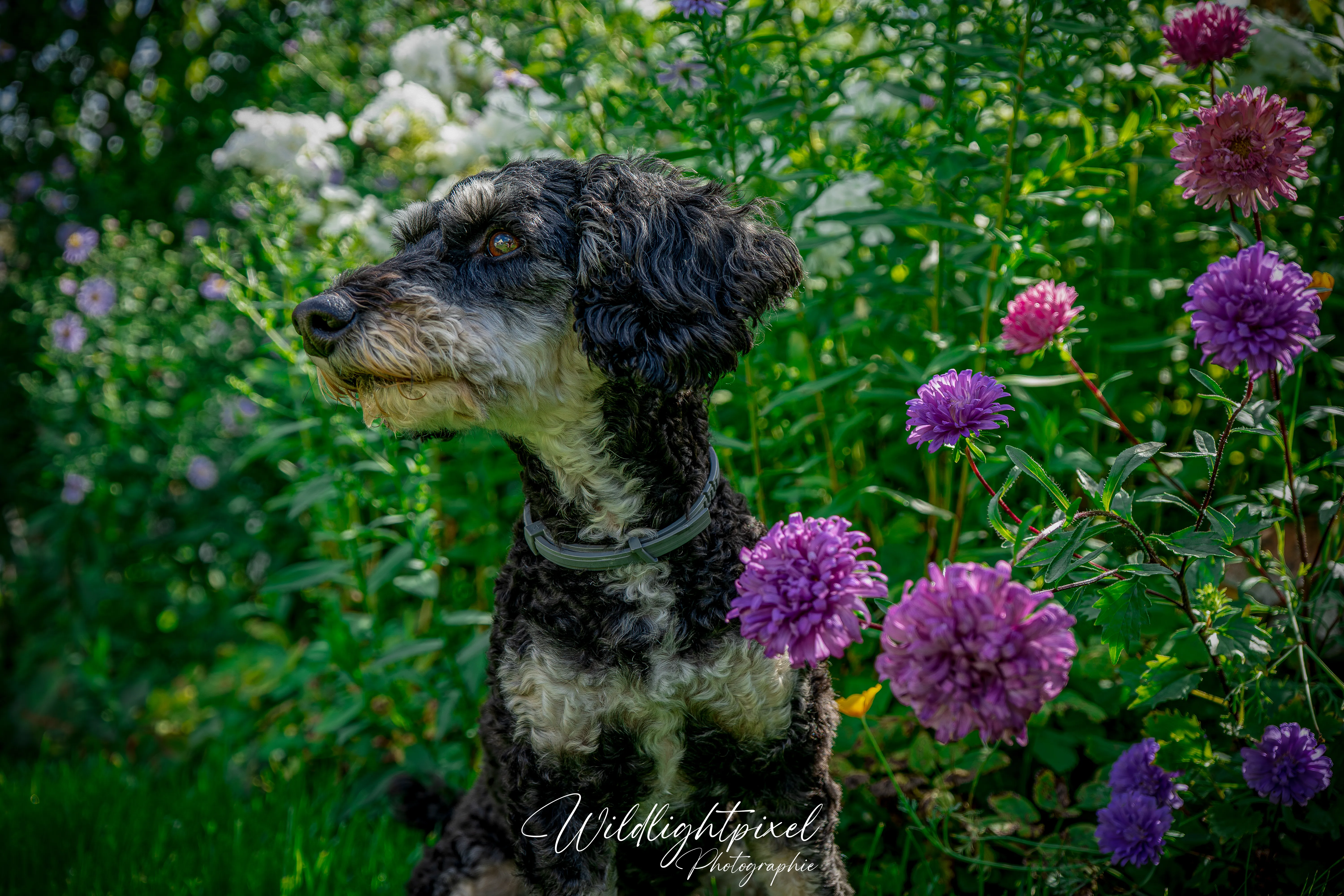 Schwarz grauer Hund im Blumengarten 