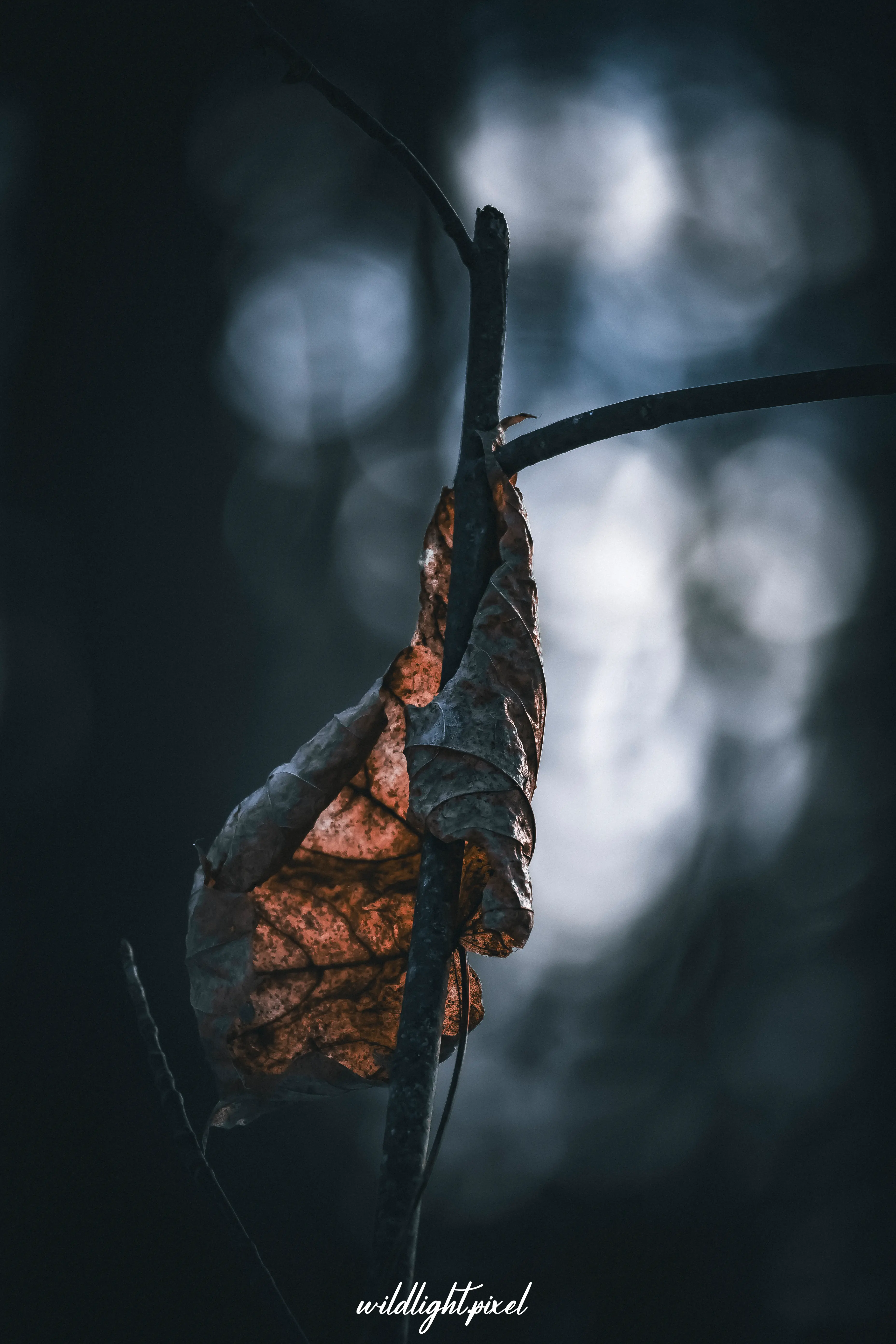 Stimmungsvolle Naturfotografie und Waldfreunde im bayerischen Wald