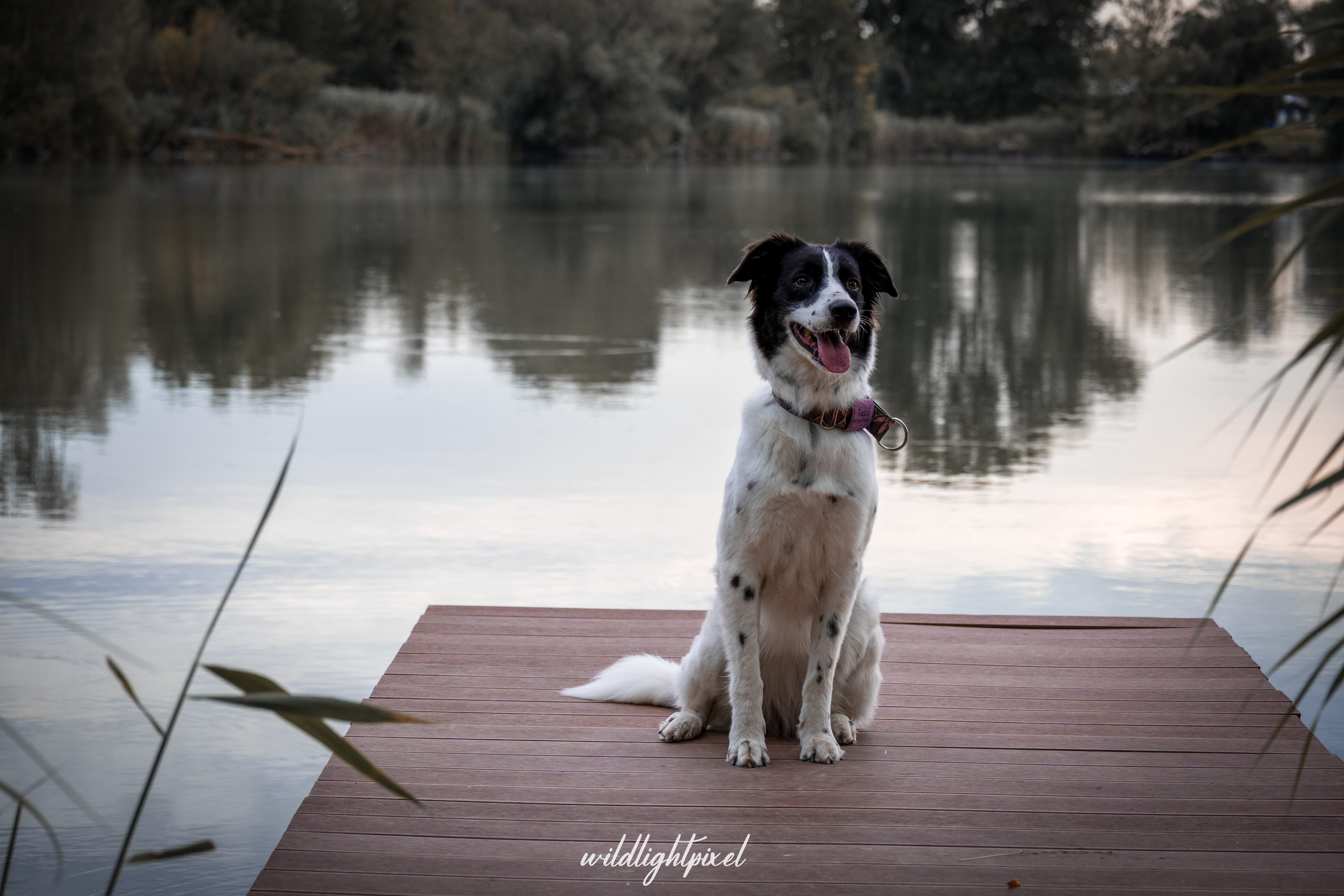 Verspielter Hund in freier Natur