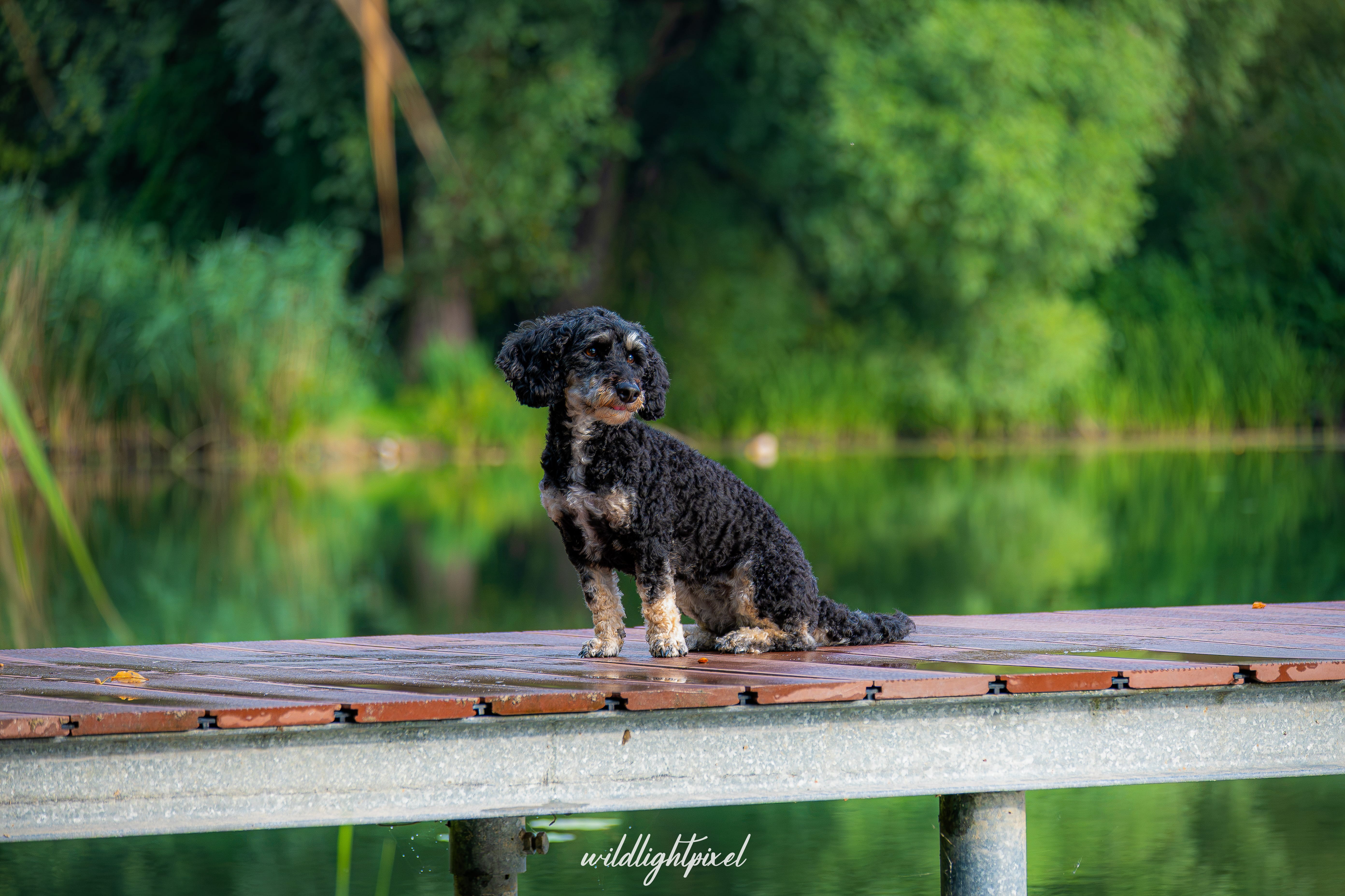 Hundefotografie mit Fokus auf Charakter und Ausdruck