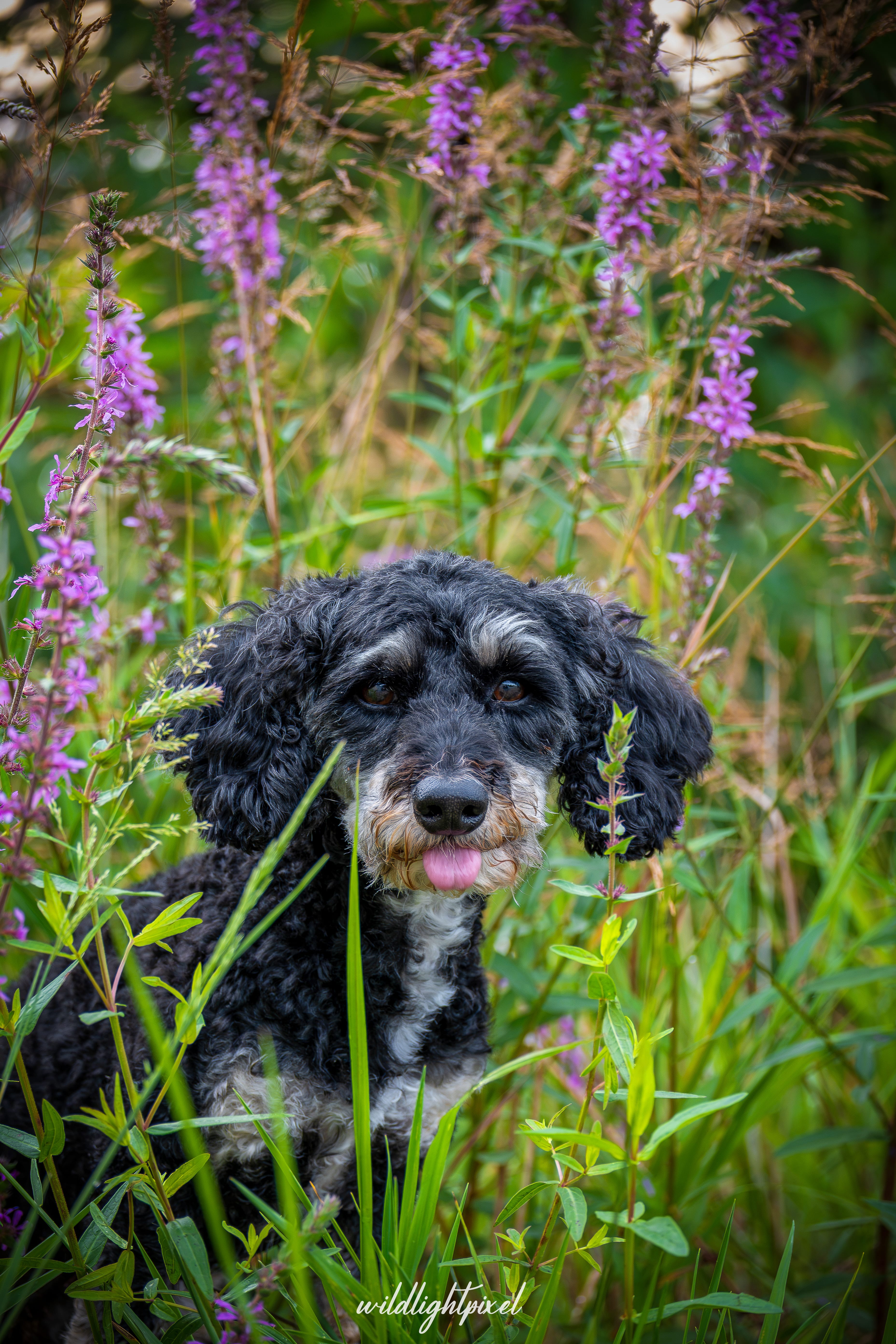Hund im Element – Action- und Porträtaufnahme