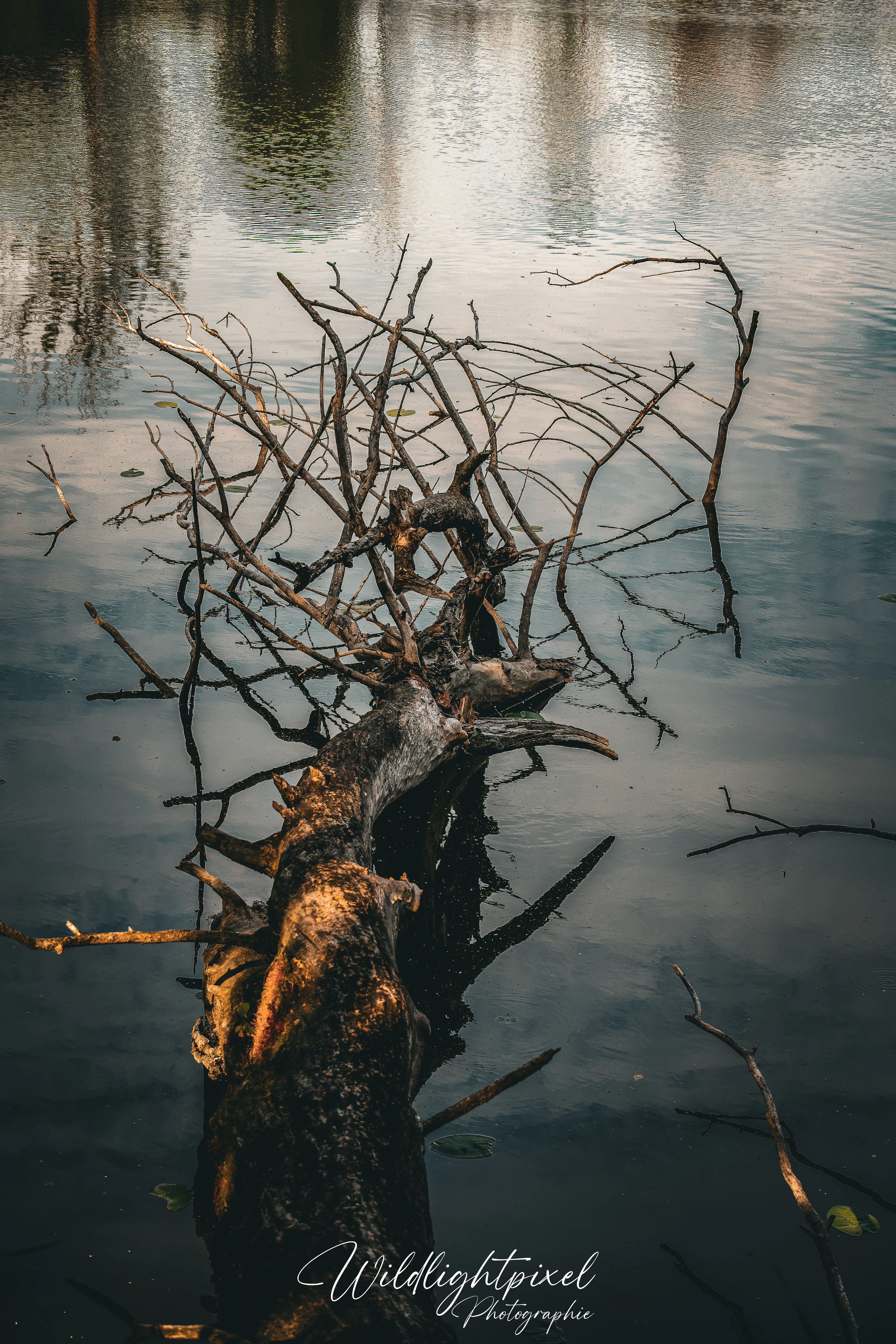 Einzelner Baum im spiegelnden Gewässer