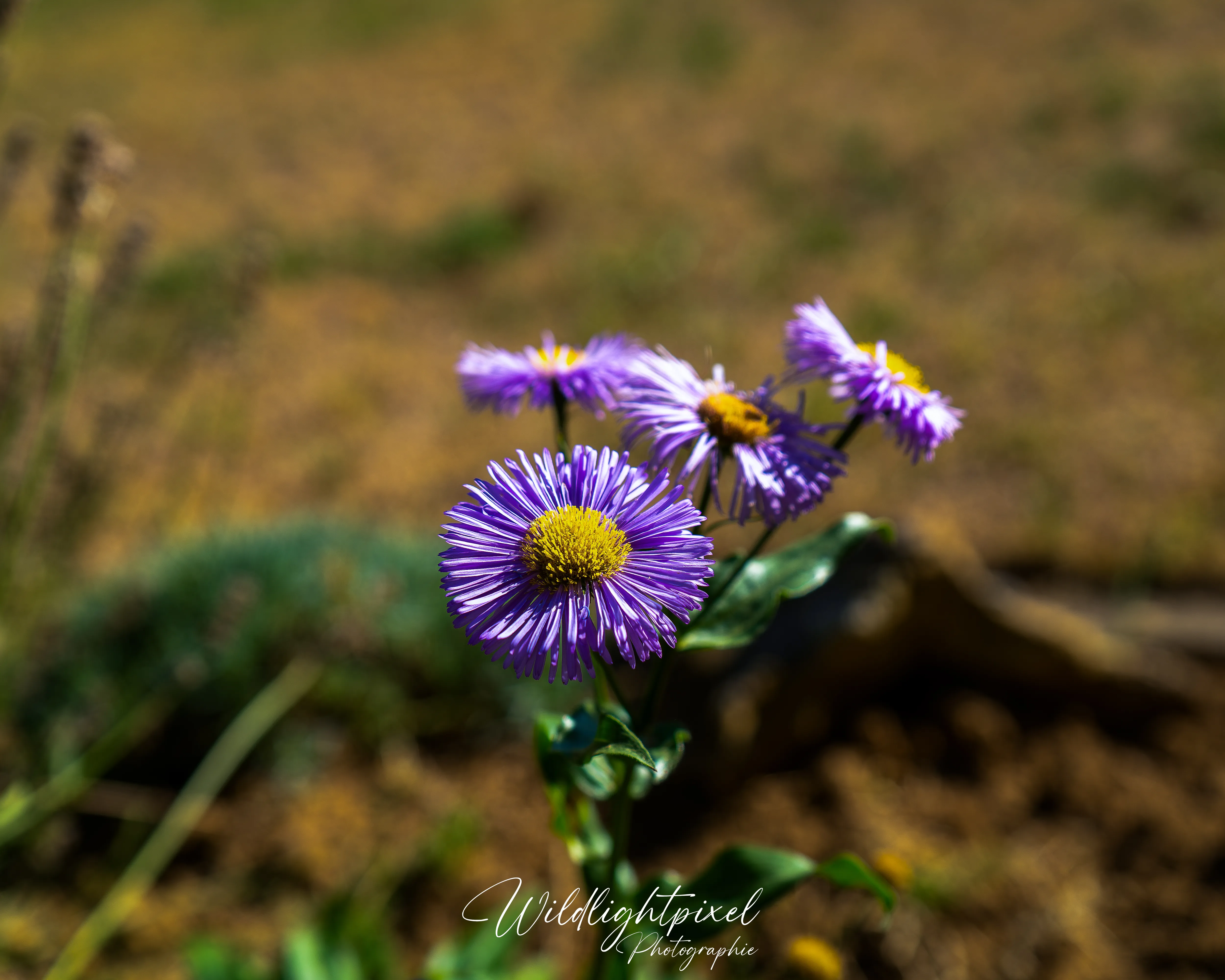 Blaue Bllüte in der Sonne 