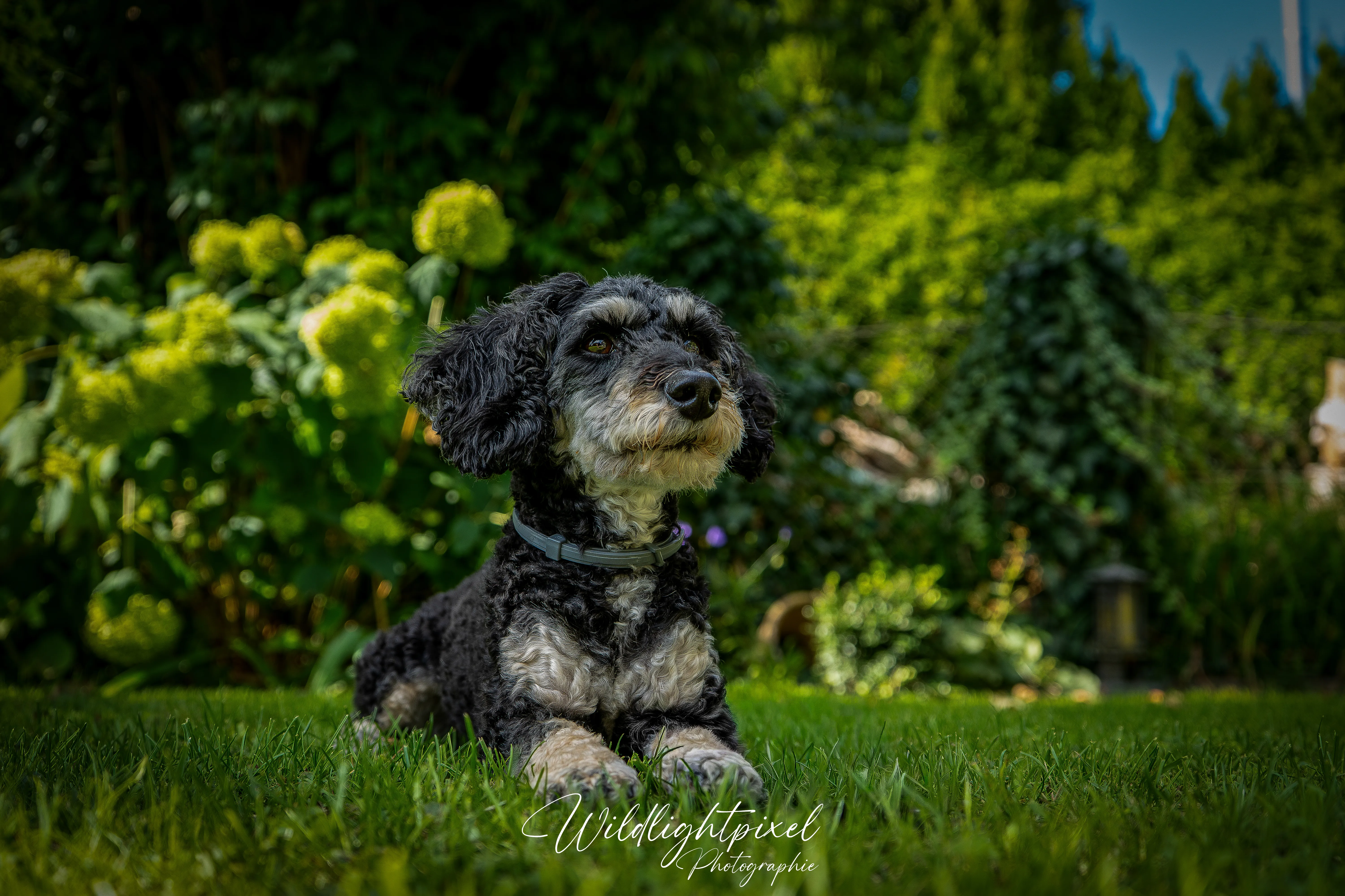 Dackel im grünen Garten 